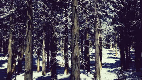 snow covered forest landscape with tall trees in winter season