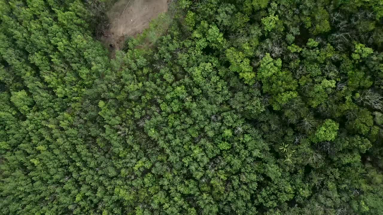 Aerial footage of a remote dwelling and clearing within a dense forest