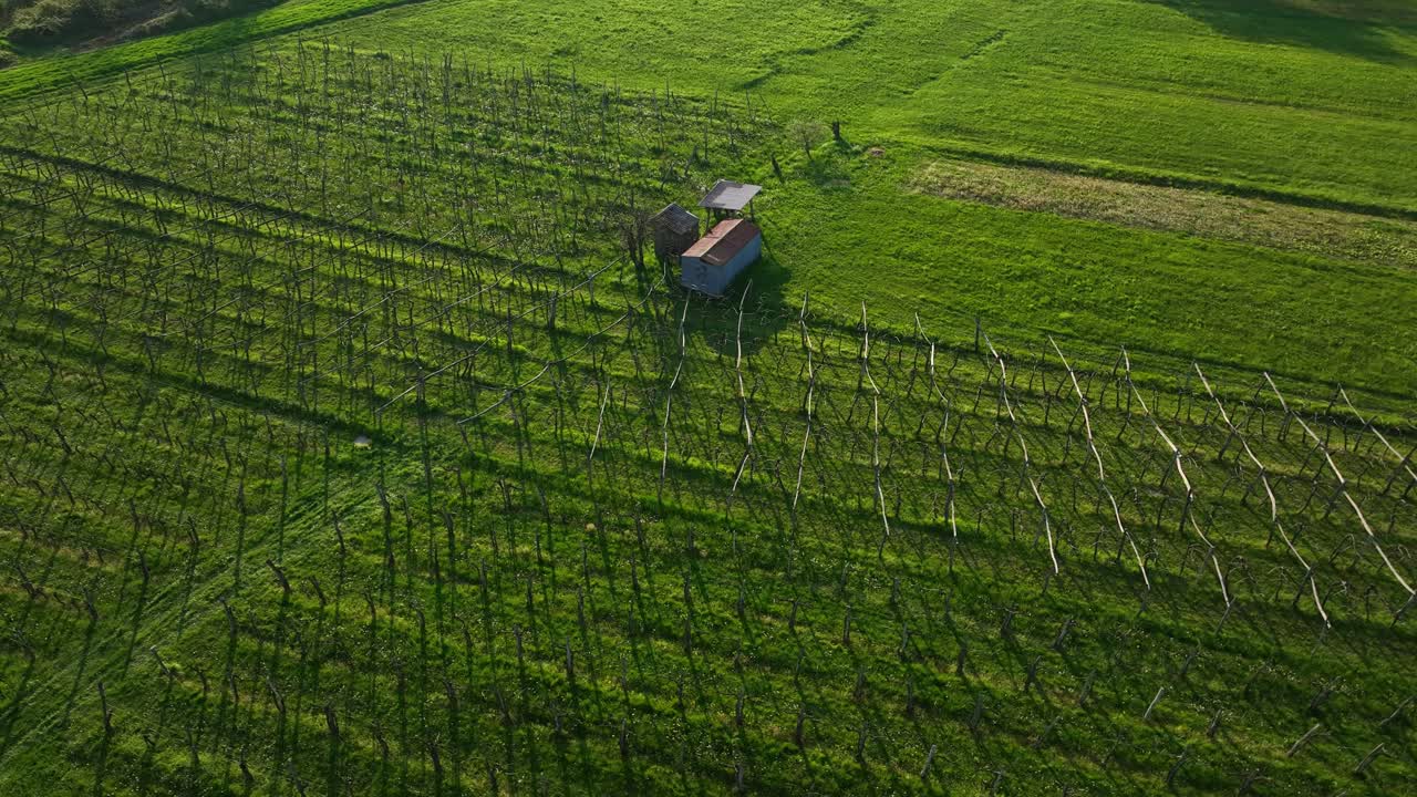 A vineyard landscape with a small shed in vipava region, slovenia, aerial view