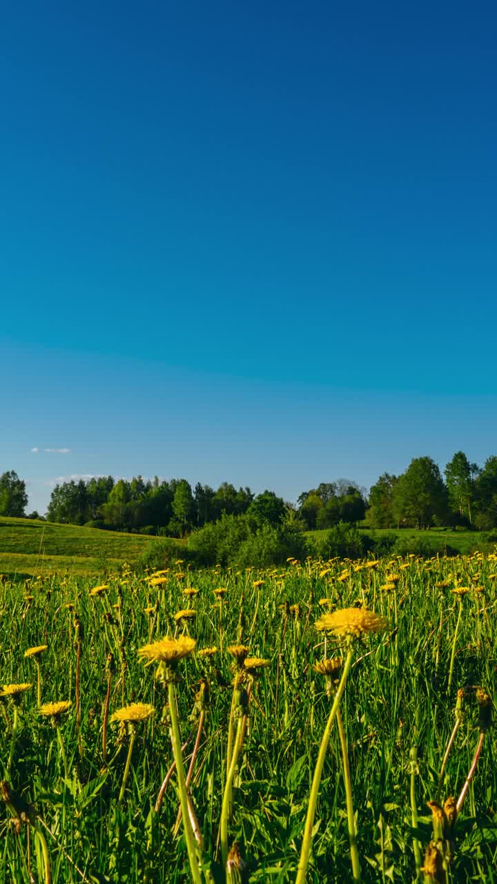 video vertical de diente de león cerrando cuando llega la puesta de sol
