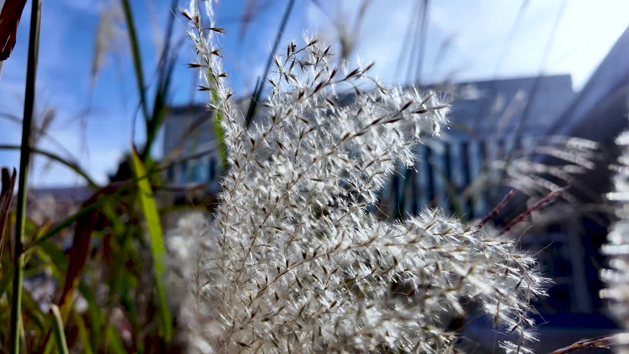 Close up of white reeds swaying in the breeze with Kanazawa Station in the background.dolly forward