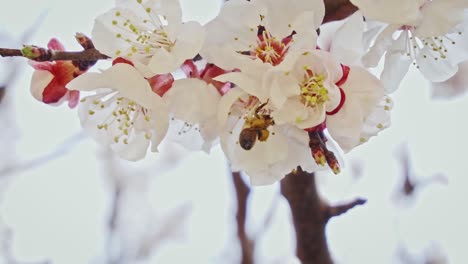 camera focusing on a bee that collects pollen from a flower, slow motion