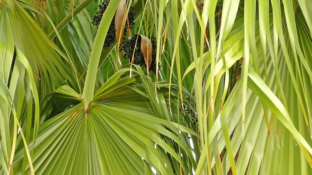 A close-up of a palm tree with vibrant green leaves and dark fruits. Lush green palm for a background. Detailed view of a palm tree's foliage and fruit.