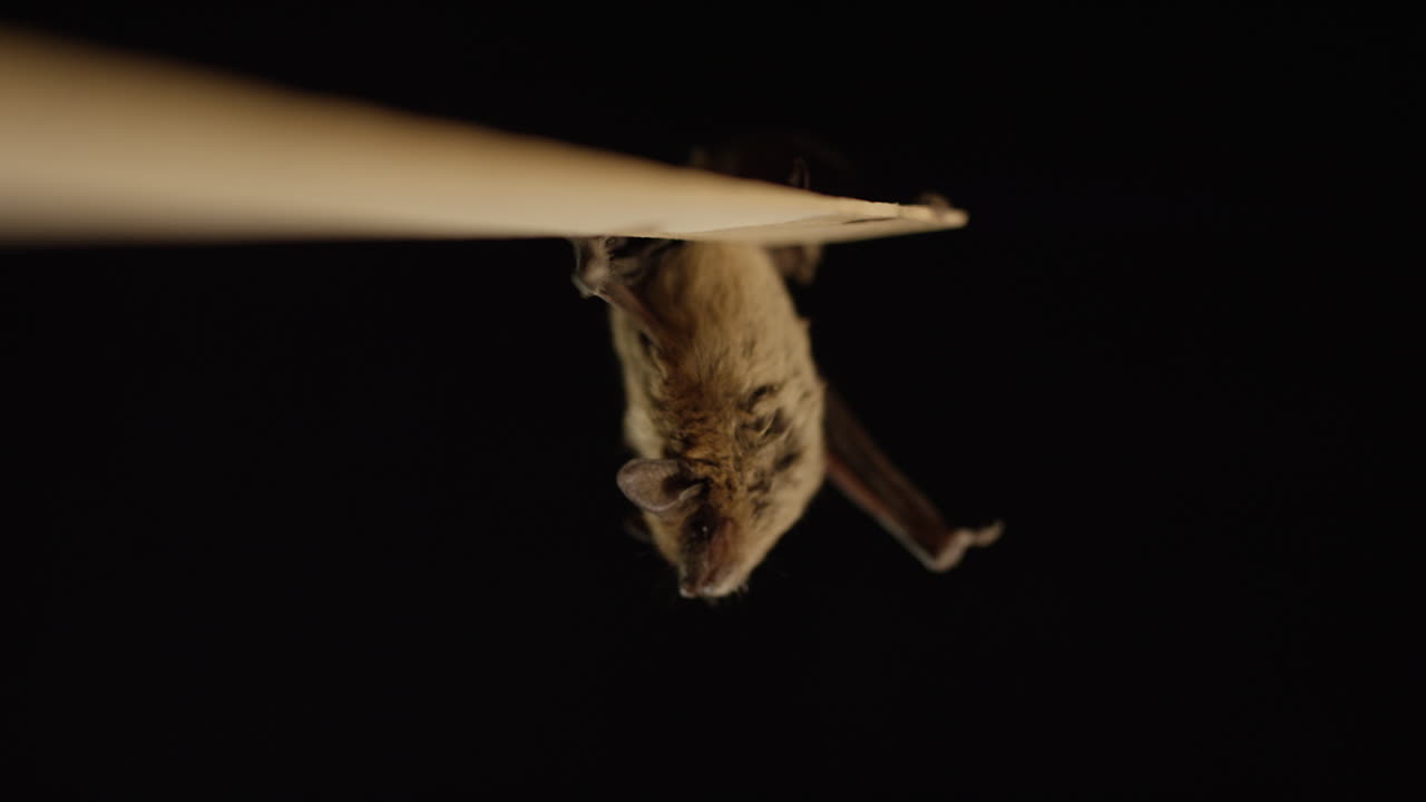 коричневая летучая мышь, изолированная на черном фоне