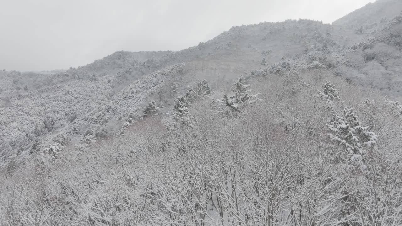 교토 일본에 있는 히에이산의 숲이 우거진 봉우리의 겨울 풍경 항공 촬영 슬로우 모션