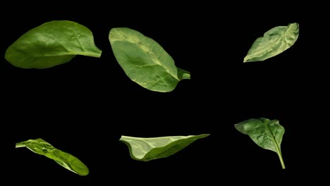 fresh isolated baby spinach leaves spin and rotate with luma matte