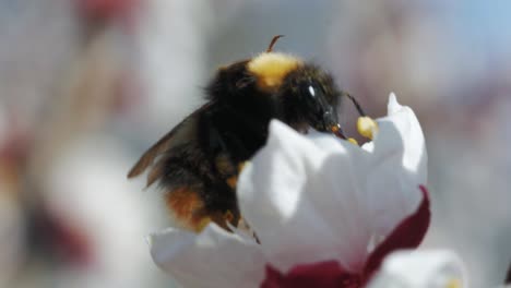 abejorro recogiendo polen y néctar en flor de cerezo y despegando