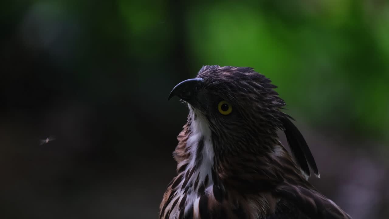 mirando hacia arriba y girando la cabeza hacia la derecha mientras los insectos molestan a este pájaro, el halcón de pinsker nisaetus pinskeri, filipinas