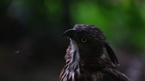 Schaut-Nach-Oben-Und-Dreht-Den-Kopf-Nach-Rechts,-Während-Insekten-Diesen-Vogel,-Pinsker-Habichtsadler-Nisaetus-Pinskeri,-Philippinen,-Belästigen