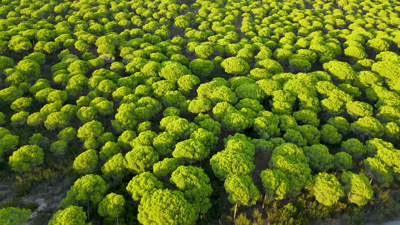 pinos piñoneros en un frondoso bosque durante la puesta de sol en el rompido, españa