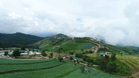 Scenic-Drone-Footage-Of-Cabbage-Plantation-With-Foggy-Weather-In-Background