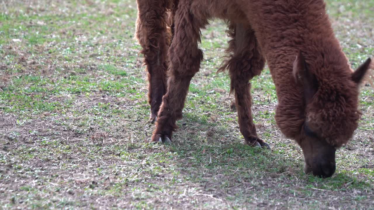 Brown Alpaca Feeding Grass On The Ground In Seoul Grand Park Children Zoo In Gwacheon, Seoul, South Korea