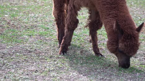 Braunes-Alpaka-Füttert-Gras-Auf-Dem-Boden-Im-Seoul-Grand-Park-Kinderzoo-In-Gwacheon,-Seoul,-Südkorea