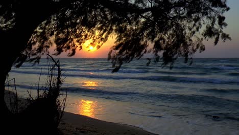a tree in the sunset on the beach of kos
