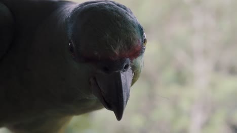 beautiful festive amazon parrot amazona festiva in the