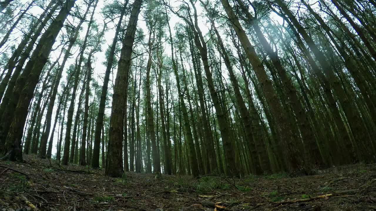 숲의 패닝 저속 촬영, 추운 겨울, 봄날, 나무 줄을 통해 비가 내리는 숲 장면, 영어 삼림 지대