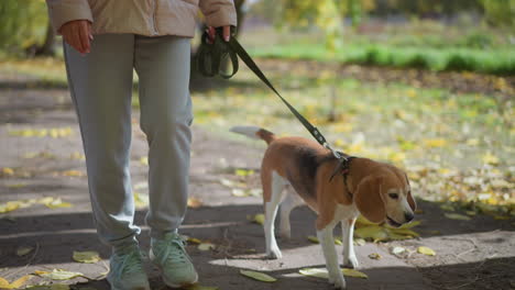 dog leaps up to catch treat from owner hand while standing on hind legs on leaf covered path, sunlight filtering through autumn trees highlighting playful bond and lively outdoor moment