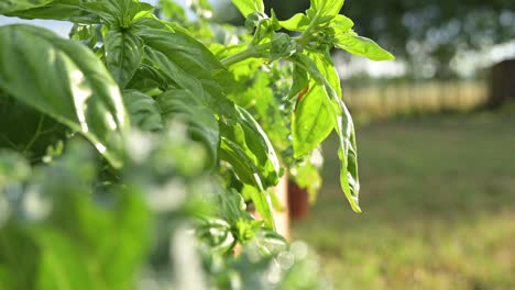 Albahaca-De-Jardinería-Doméstica-Orgánica-Natural-Verde-Que-Crece-Bajo-Un-Sol-Cálido,-Concepto-De-Crisis-De-Suministro-De-La-Cadena-Alimentaria