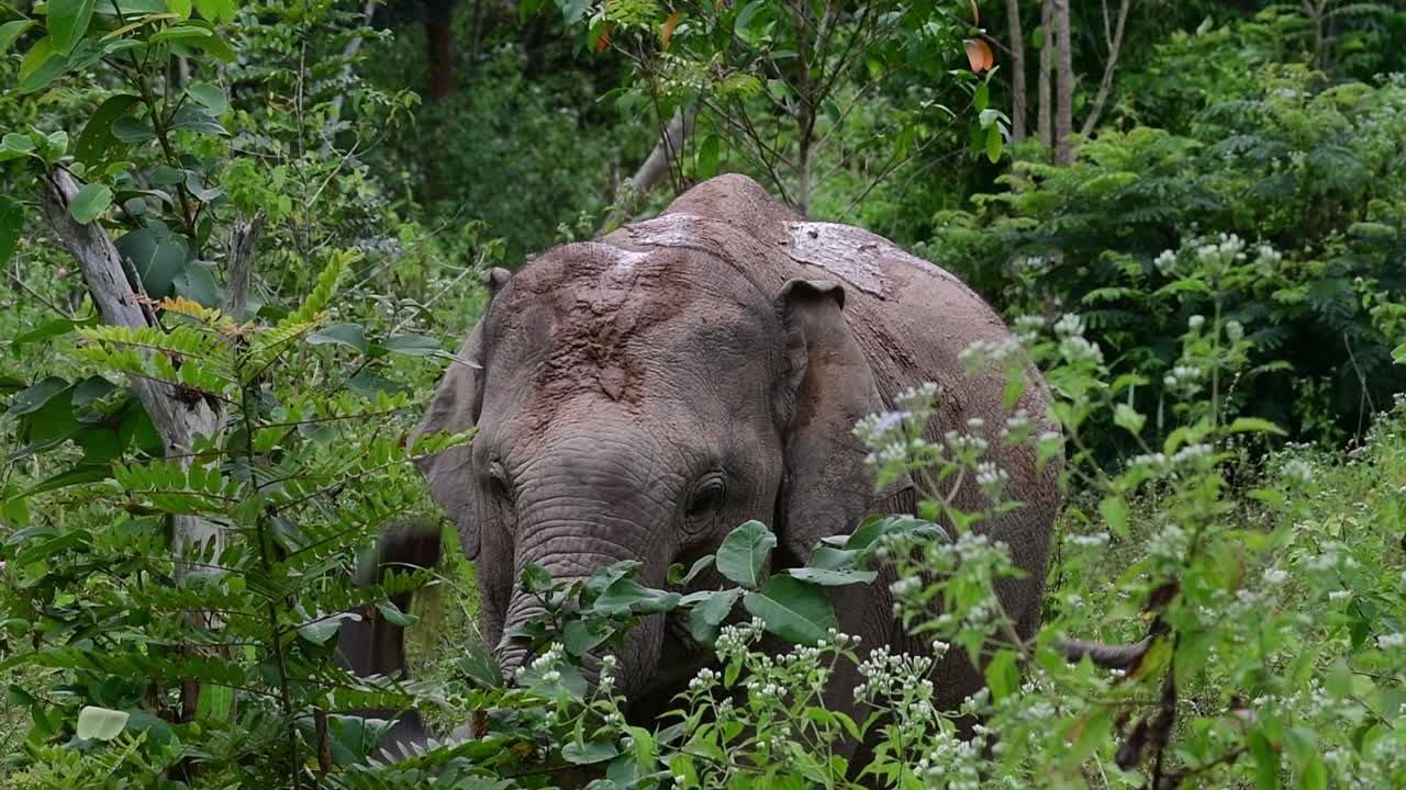 los elefantes asiáticos son especies en peligro de extinción y también son residentes de tailandia