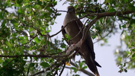 un booby de patas rojas cuelga en un árbol en little cayman island en las islas caimán