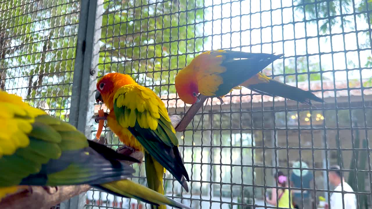 다채로운 무새 들 이 동굴 환경 에서 상호 작용 하고 있다