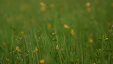 Yellow-flowers-in-green-grass-field