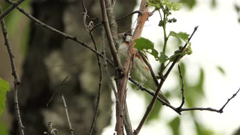 Chestnut-sided-warbler-bird-perched-on-branch-with-thin-twig-in-beak-at-daytime