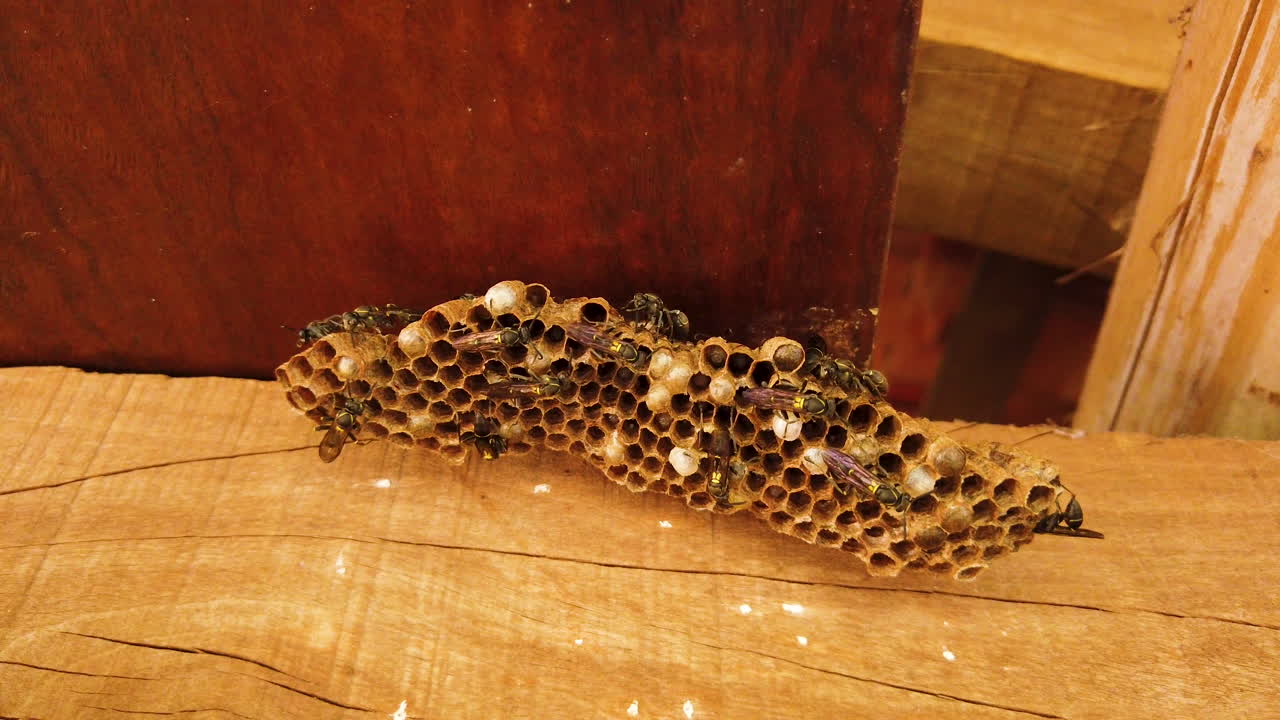 polybia paulista es una especie de avispa que se encuentra en brasil, su veneno tiene un alto poder para destruir las células cancerosas