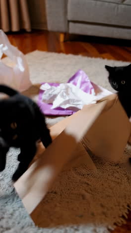 two black kittens playing in a cardboard box
