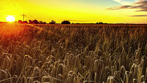 Puesta-De-Sol-Dorada-Sobre-Campos-De-Cultivo-En-El-Campo---Lapso-De-Tiempo