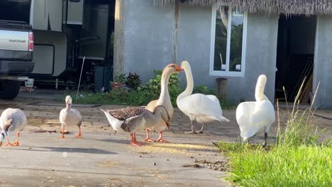 Grupo-De-Cisnes-Y-Gansos-Tomando-El-Sol,-Animales-Pájaros