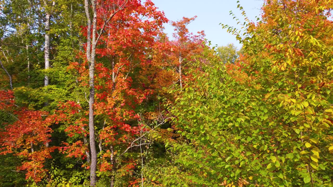 Red, Green and Yellow Trees in Forest During Fall, Aerial Panning Shot