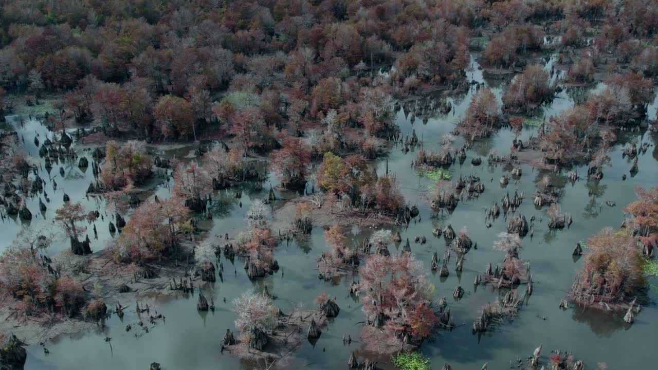 플로리다의 죽은 호수 위에서 공중에서 물이 매우 낮을 때 사이프러스 무을 노출합니다.