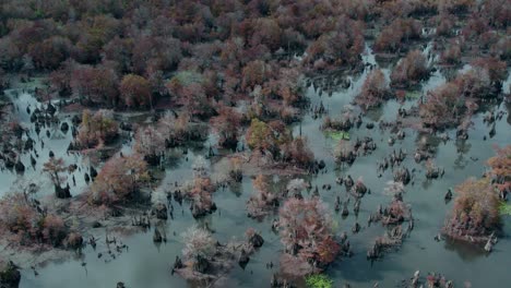 aéreo sobre lagos muertos en florida mientras el agua es muy baja exponiendo rodillas de ciprés