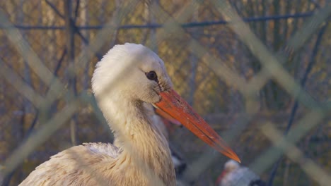 close portrait shot of a stork in captivity behind a fence