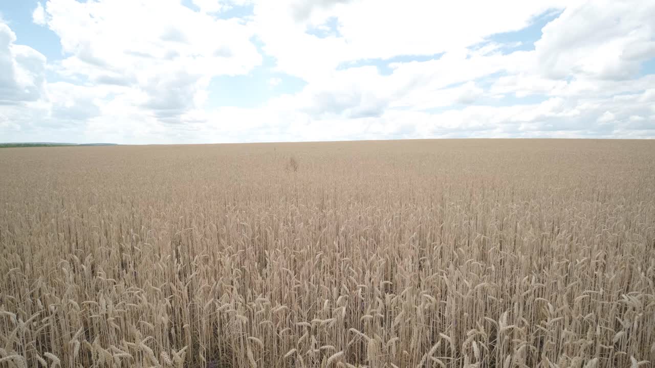 campo de trigo, orejas de trigo balanceándose por el viento suave. orejas doradas están balanceándose lentamente en el viento de cerca. vista del campo de trigo madurando en el día de verano. industria agrícola.