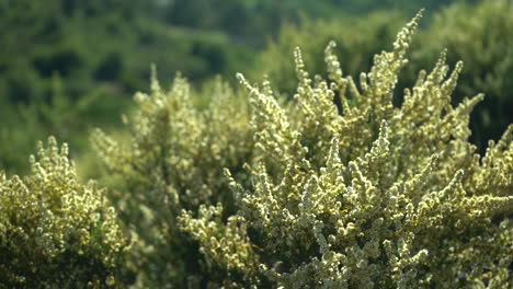 closeup of blooming bush swaying in strong wind