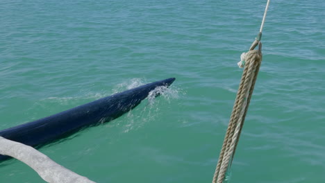 Kanak-pirogue-outrigger-cuts-through-Upi-Bay-water