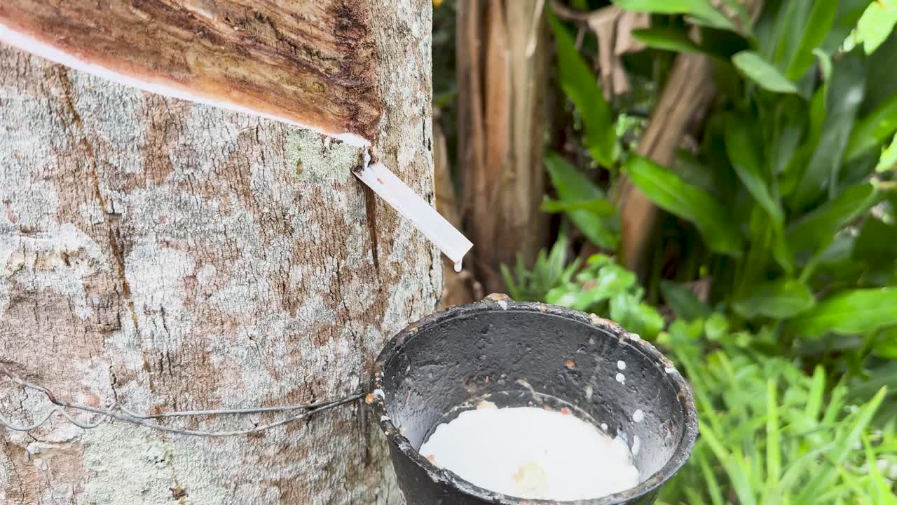 Close-up of latex collection from a Hevea brasiliensis tree in a lush, tropical setting with natural lighting