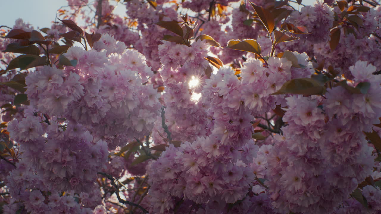 Slow motion shot of sakura cherry blossom tree backlit by midday sun with branches swaying gently in breeze