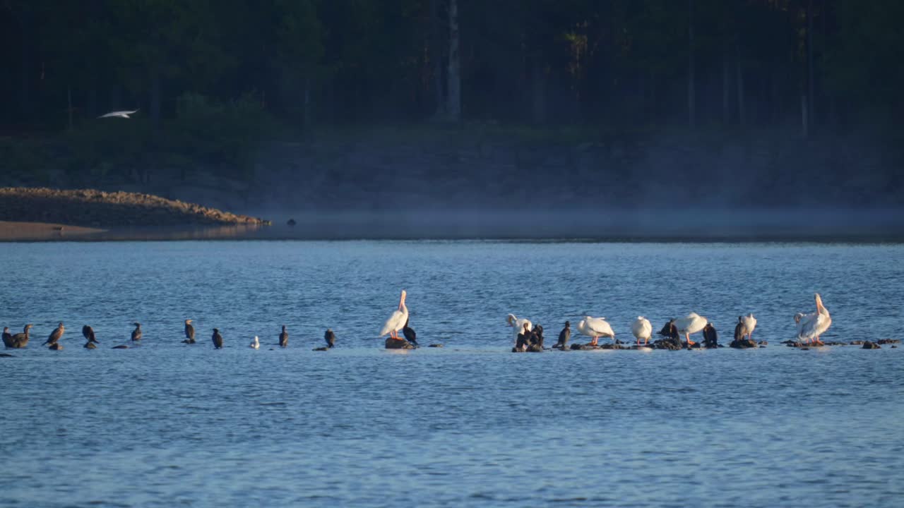 섬 공원 에서 아침 에 펠리칸 들 의 집단