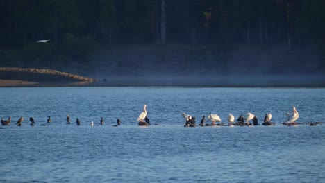 a group of pelicans in the morning at island park