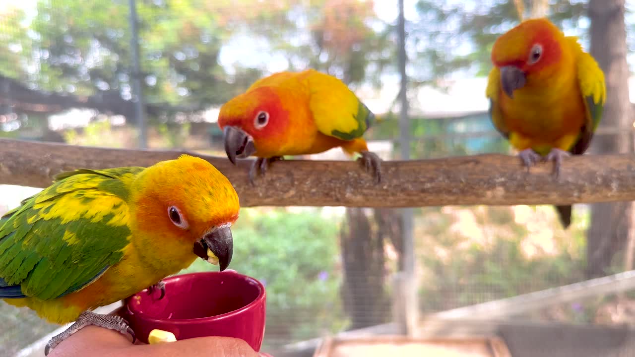 다채로운 무새 들 이 먹이 기지 에서 상호 작용 하고 있다