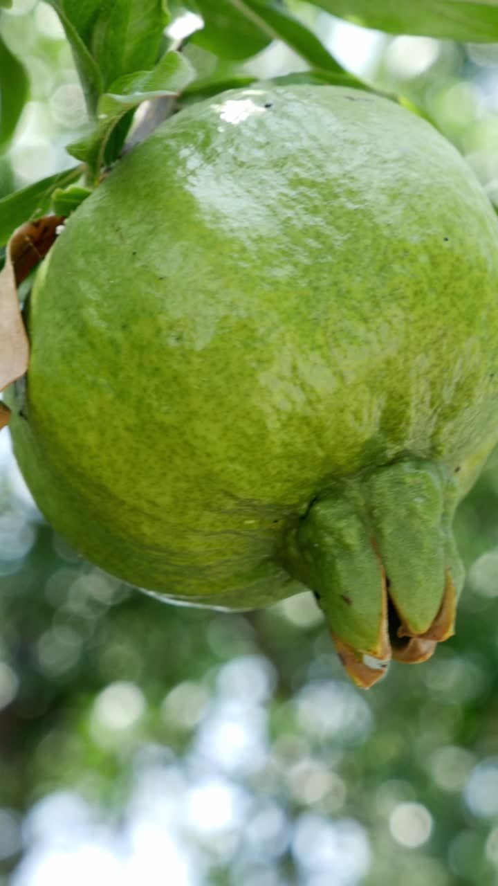 Green Pomegranate on Tree