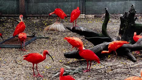 scarlet ibis flock in a zoo