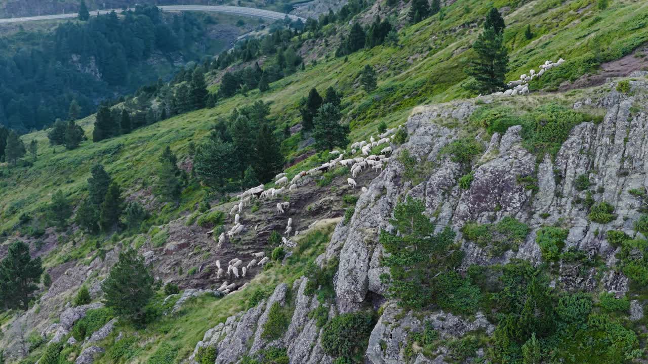 Sheep herd on a mountain slope
