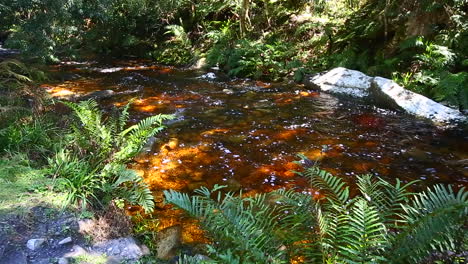 los vapores suaves y silenciosos que corren a través de la sección goudveld del bosque de knysna