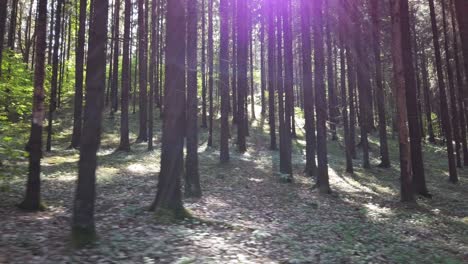 paseo suave en el bosque, el sol se pone a través de los árboles