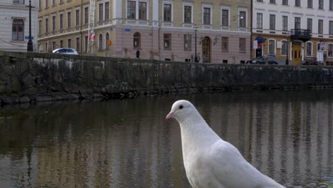 Una-Paloma-Blanca-Frente-Al-Foso-De-La-Ciudad-De-Vallgraven-En-Gotemburgo,-Suecia,-Plano-General