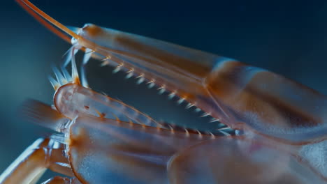close-up of a mantis shrimp's spear